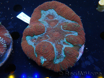WYSIWYG Lobophyllia (Skeleton 5 cm)