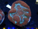 WYSIWYG Lobophyllia (Skeleton 5 cm)