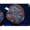 WYSIWYG Lobophyllia (Skeleton 5 cm)