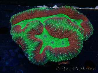 WYSIWYG Lobophyllia (Skeleton 5 cm)