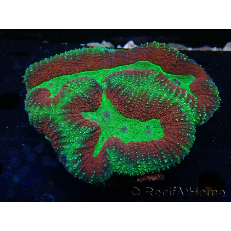 WYSIWYG Lobophyllia sp 8 (Skeleton 5 cm)