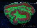 WYSIWYG Lobophyllia (Skeleton 5 cm)