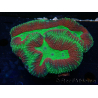 WYSIWYG Lobophyllia (Skeleton 5 cm)
