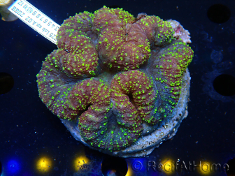 WYSIWYG Lobophyllia (Skeleton 3 cm)