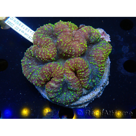 WYSIWYG Lobophyllia (Skeleton 3 cm)