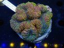 WYSIWYG Lobophyllia (Skeleton 3 cm)