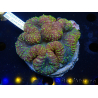 WYSIWYG Lobophyllia (Skeleton 3 cm)