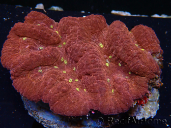WYSIWYG Lobophyllia(Skeleton 6.5 cm)