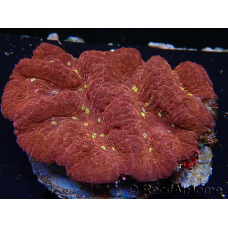 WYSIWYG Lobophyllia(Skeleton 6.5 cm)