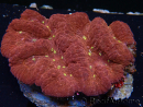 WYSIWYG Lobophyllia(Skeleton 6.5 cm)