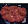 WYSIWYG Lobophyllia(Skeleton 6.5 cm)