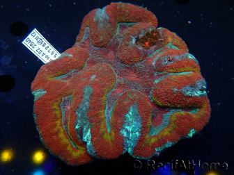 WYSIWYG Lobophyllia sp 39 (Skeleton 6.5 cm)