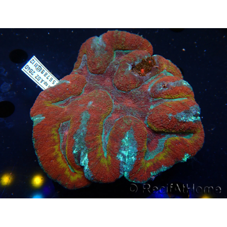 WYSIWYG Lobophyllia sp 39 (Skeleton 6.5 cm)