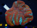 WYSIWYG Lobophyllia sp 39 (Skeleton 6.5 cm)