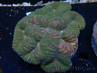 WYSIWYG Lobophyllia sp 13 (Skeleton 5 cm)