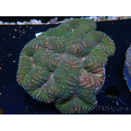 WYSIWYG Lobophyllia 4 cm)