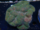WYSIWYG Lobophyllia 4 cm)