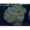 WYSIWYG Lobophyllia sp 13 (Skeleton 5 cm)
