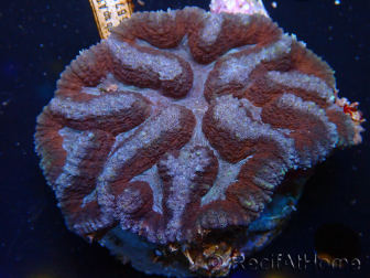 WYSIWYG - Lobophyllia (9 cm)