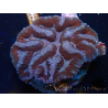 WYSIWYG - Lobophyllia (9 cm)