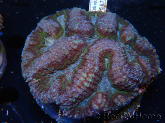 WYSIWYG - Lobophyllia (8 cm)