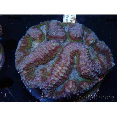 WYSIWYG - Lobophyllia (8 cm)