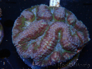 WYSIWYG - Lobophyllia (8 cm)