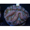 WYSIWYG - Lobophyllia (8 cm)