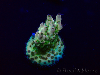 WYSIWYG Acropora Marikultur akklimatisiert LED