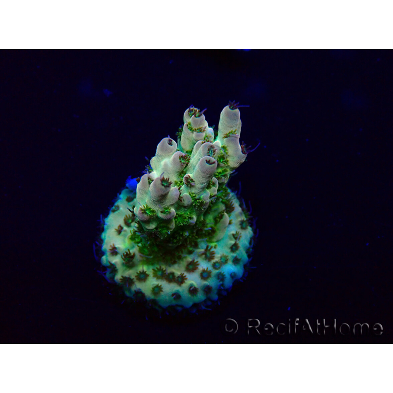 WYSIWYG Acropora 15B6 Mariculture acclimaté led