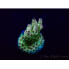 WYSIWYG Acropora Mariculture acclimaté led