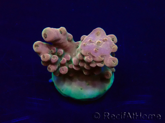 WYSIWYG Acropora Maricoltura acclimatata a LED