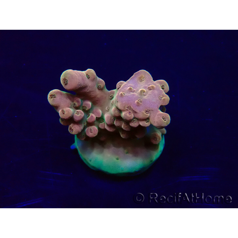 WYSIWYG Acropora Maricultura aclimatada LED