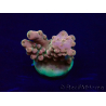 WYSIWYG Acropora Maricultura aclimatada LED