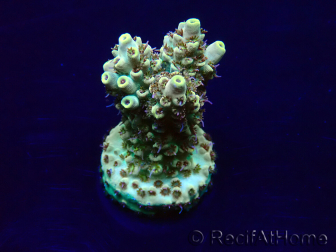 WYSIWYG Acropora Maricoltura acclimatata a LED