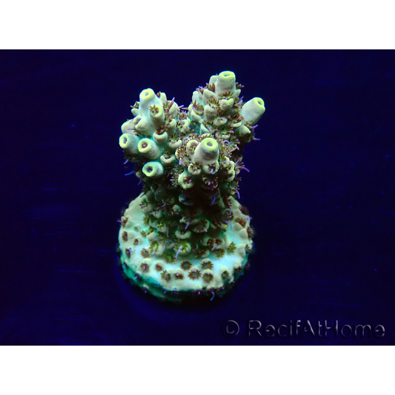 WYSIWYG Acropora Maricultura aclimatada LED