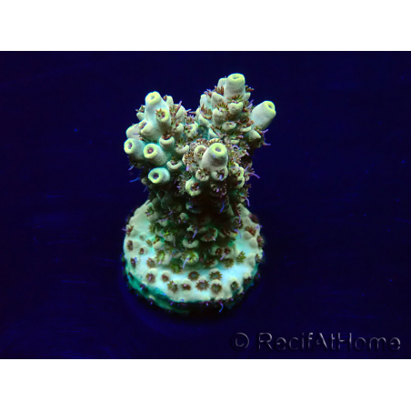 WYSIWYG Acropora Marikultur akklimatisiert LED