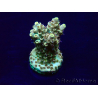 WYSIWYG Acropora Maricultuur geacclimatiseerd LED