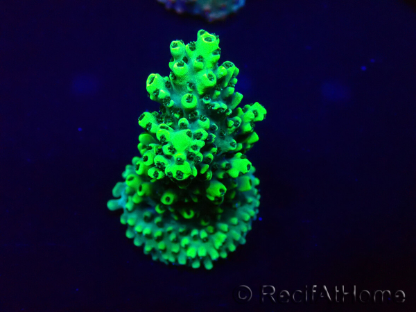 WYSIWYG Acropora Mariculture acclimaté led