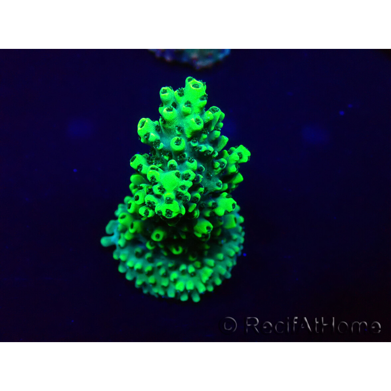 WYSIWYG Acropora Mariculture acclimaté led