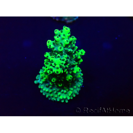 WYSIWYG Acropora Mariculture acclimaté led
