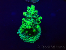 WYSIWYG Acropora Mariculture acclimaté led