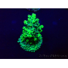 WYSIWYG Acropora Mariculture acclimaté led