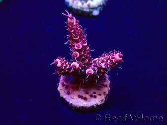 WYSIWYG Acropora acclimaté led