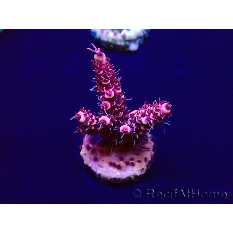 WYSIWYG Acropora aclimatada led