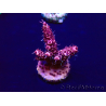 WYSIWYG Acropora akklimatisiert LED