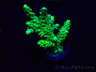 WYSIWYG Acropora 15G10 aclimatada con LED