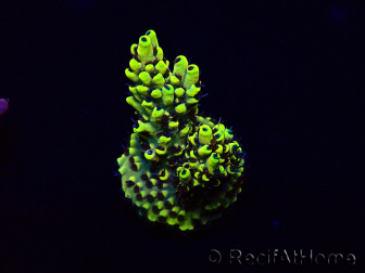 WYSIWYG Acropora Marikultur akklimatisiert LED