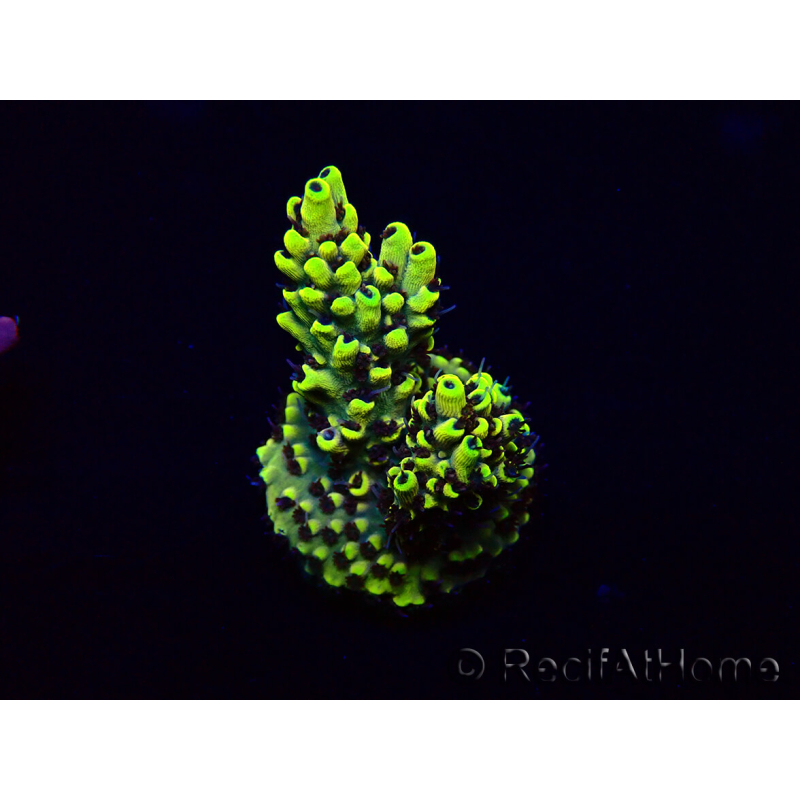 WYSIWYG Acropora Marikultur akklimatisiert LED