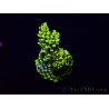 WYSIWYG Acropora 15H5 Mariculture acclimaté led